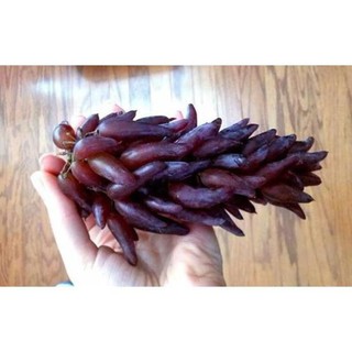 CÂY GIỐNG NHO PHÙ THỦY