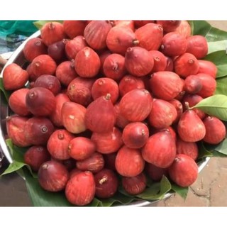 Cây giống điều miền tây (mận đỏ) + Tặng (0,3kg) phân hữu cơ cao cấp