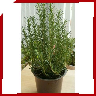 Cây Hương Thảo - Rosemary - Cây Gia Vị Hương Thảo | Cây Nội Thất Hoàng Trâm