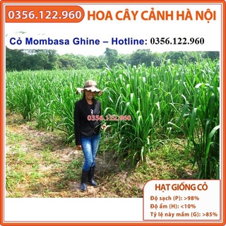 200g Hạt giống cỏ xả lá lớn mobasa ghine - gieo khoảng 150-160m2