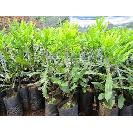 Cây giống macca ghép