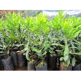 cây giống macca ghép
