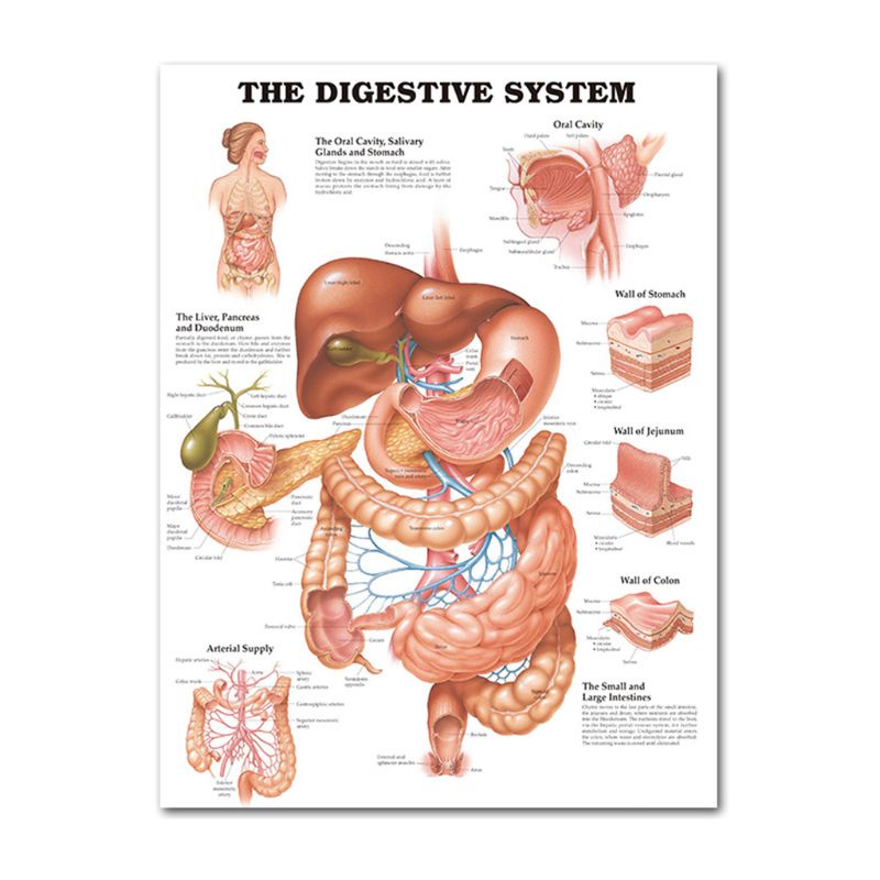 Bộ Poster Hình Cơ Bắp Người 19 &quot;X 27&quot;