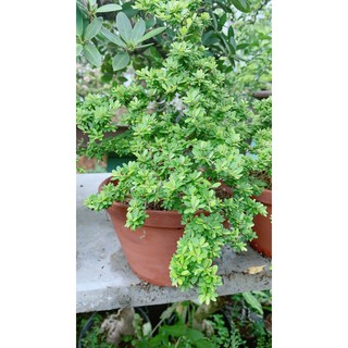 Linh Sam Hạt Gạo