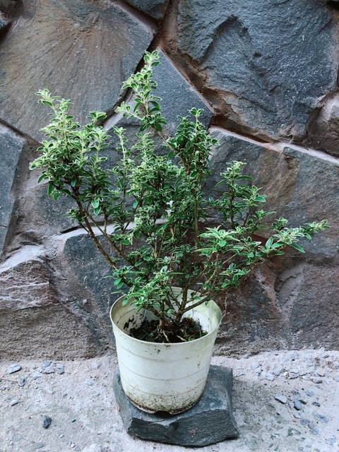 Cây Bạch Tuyết Mai