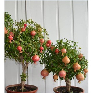 Hạt giống cây lựu lùn đỏ ( 1 gói 10 hạt )(TẶNG gói kích thích hạt nảy mầm)