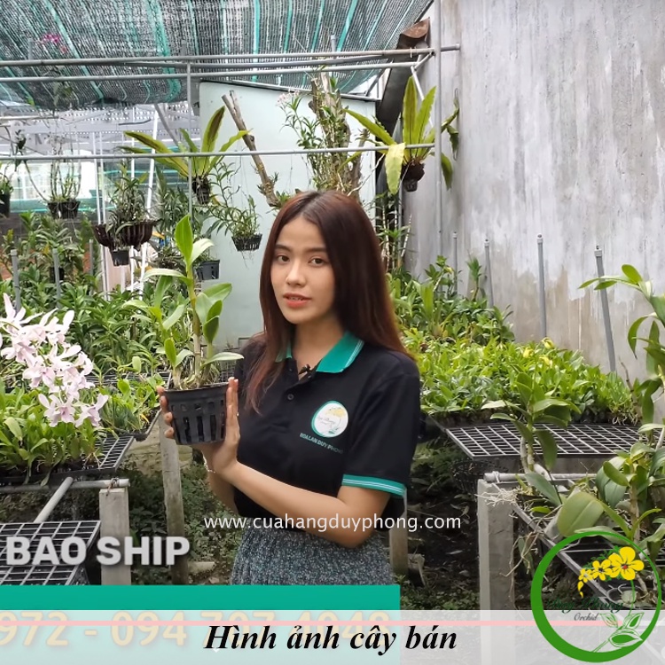 DENDRO NẮNG - CHANEL THƠM | Mùi thơm quý phái như nước hoa Chanel cao cấp