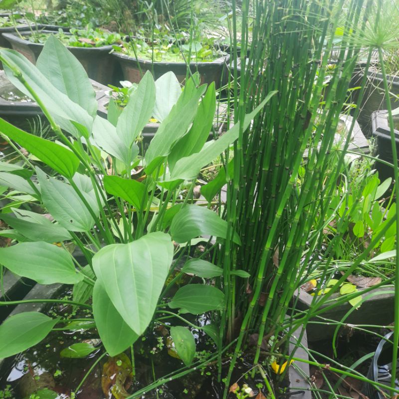 Lan nước 20k 20 cây 15cm .