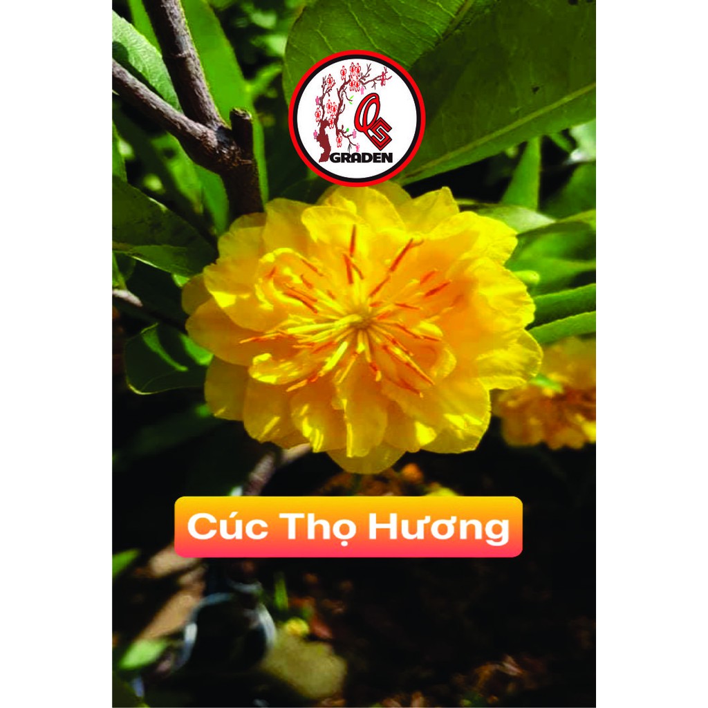 Hoa mai cúc thọ hương_cây ghép chuẩn