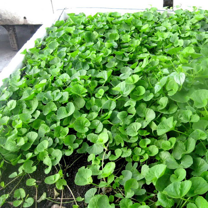 Hạt giống rau má cực dễ trồng tỉ lệ nảy mầm trên 90%