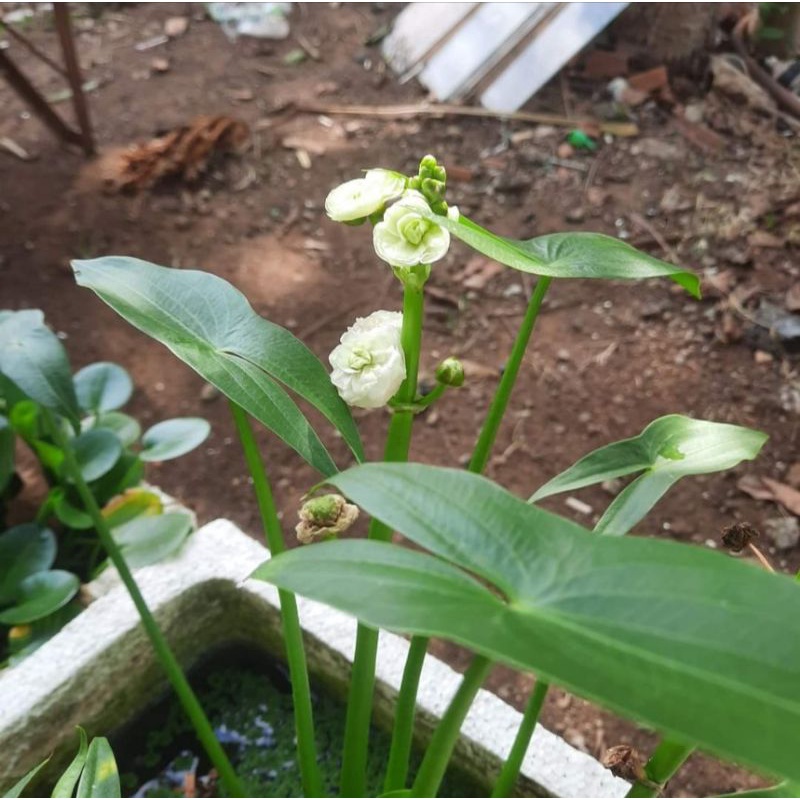 10 Cây Bách Thủy Tiên Siêu Rẻ