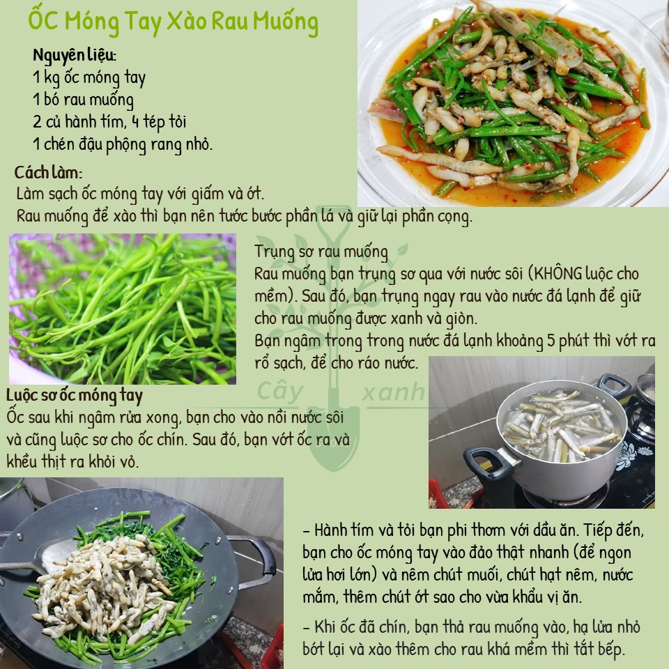 Hạt Giống Rau Muống Lá Tre Cao Sản, Dễ Trồng, Siêu Năng Suất 50G - Phú Nông - Key: Đất sạch, Phân Bón, Hữu Cơ, Xơ Dừa
