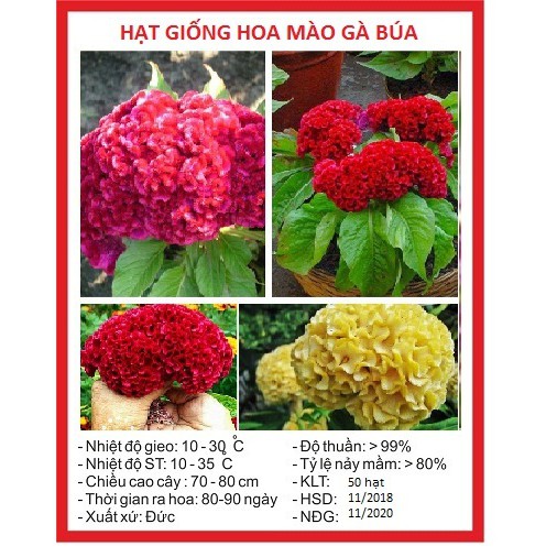 Hạt giống hoa Mào Gà búa mix 1 gói 100 hạt