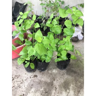 Cây rau ngót Nhât (bầu như hình)