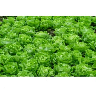 Hạt giống xà lách búp nhiệt đới 5gr