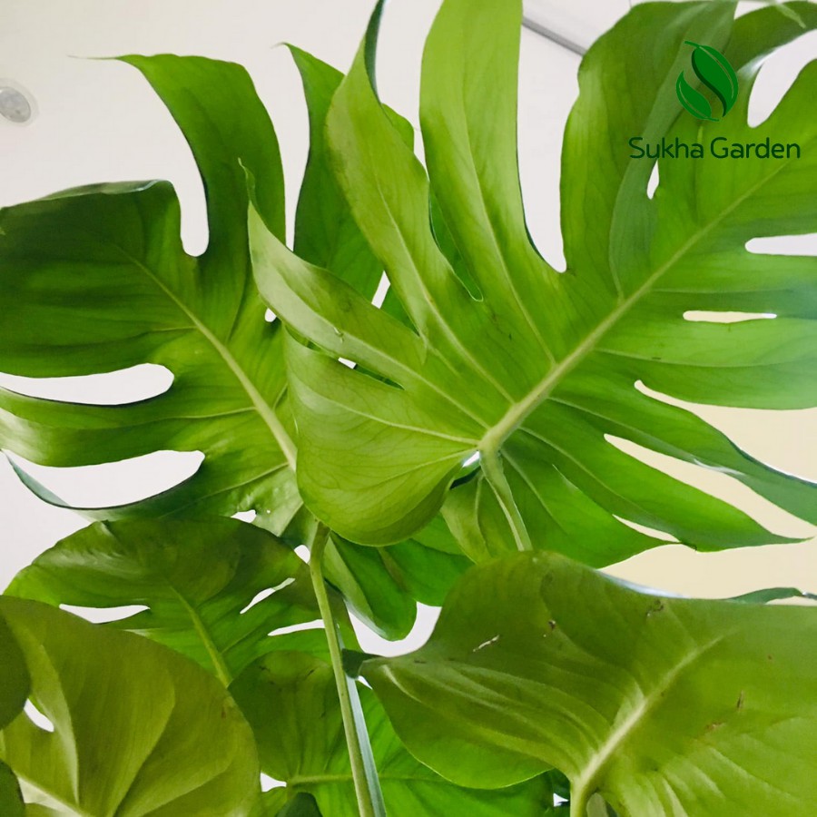 Cây Monstera Deliciosa Trầu Bà Lá Xẻ 80-100cm