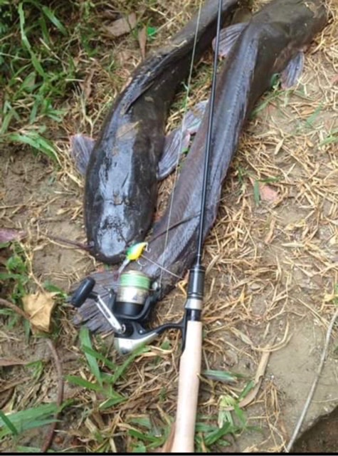 cần câu UL dài 1m8 ngọn dẻo cần cực khoẻ giá rẻ y hình