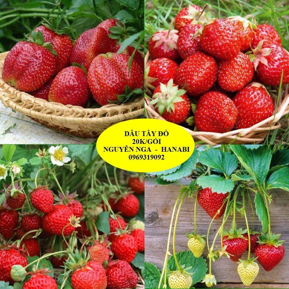 Hạt giống dâu tây đỏ