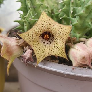 Sao biển Huernia herrei hybrid