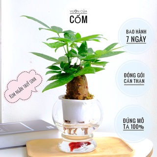 Cây kim ngân thủy sinh để bàn kèm chậu thủy tinh mang phong thủy tài lộc rất thích hợp làm quà tặng ý nghĩa