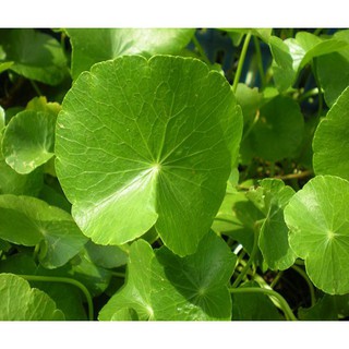 Hạt Giống Rau Má (1g)