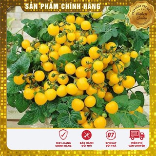 Cà Chua Bon Sai Vàng cà chua bi lùn vàng trồng chậu cảnh gói 30 hạt