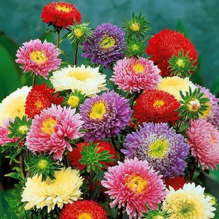 Hạt giống hoa Cúc Đài Loan lùn Mix (Aster Pot) trồng ban công, sân vườn