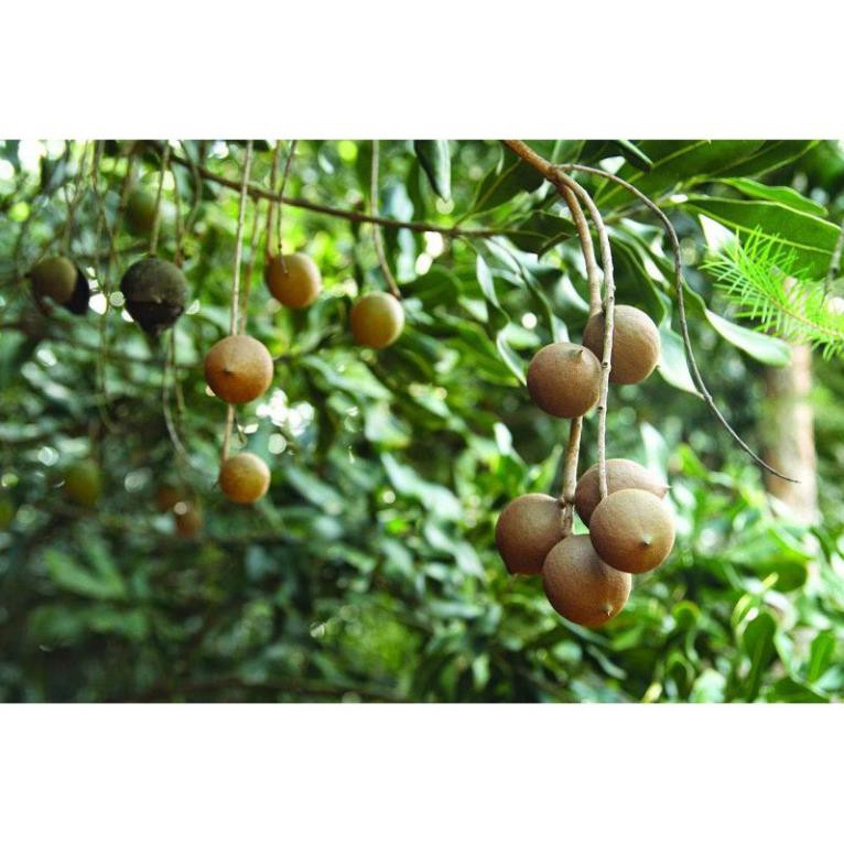Sản phẩm cây giống MẮC CA - siêu sai quả, giá trị kinh tế cao - Hàng cây giống chuẩn F1