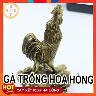 Gà trống hoa hồng đồng nhỏ