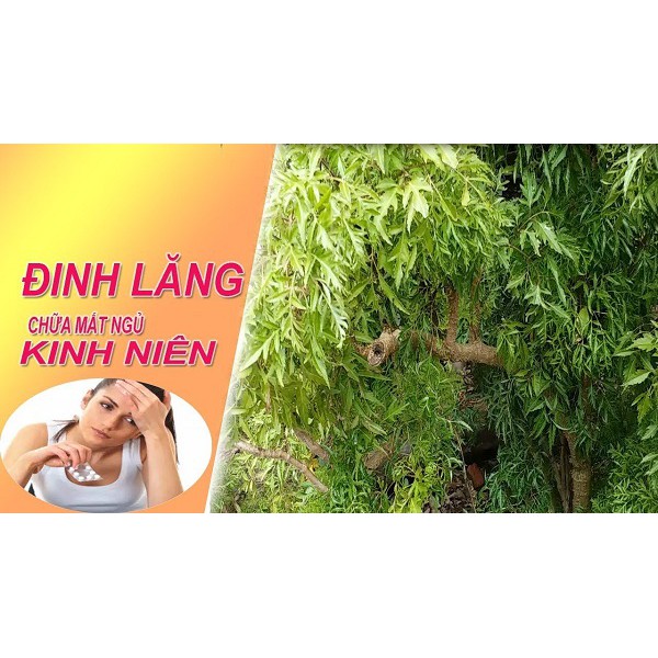 Cao lạc tiên - Đinh lăng Minh Nhi - lọ 100gr | BigBuy360 - bigbuy360.vn