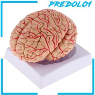 [PREDOLO1] Medical Anatomical Human Brain Anatomy Model Cerebral Cortex Brain Nerve