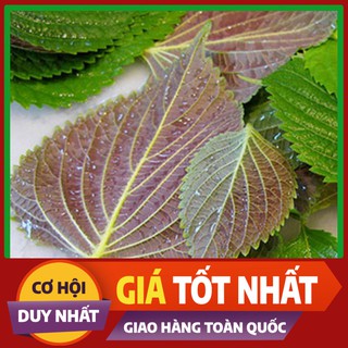 Hạt giống rau Tía Tô