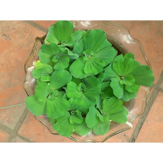 Bèo cái thủy sinh 5 bông