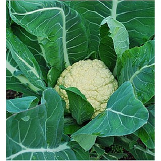 Hạt giống Súp lơ trắng – 0.2Gram/Gói