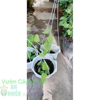 Chậu Sương Sâm