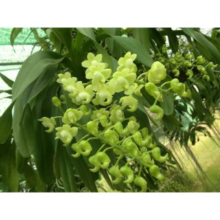 Hoa phong lan - combo 3 cây quế tháng 8 hòa bình
