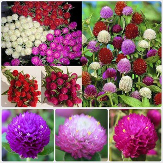 Hạt giống hoa cúc bạch nhật mix - 100 hạt