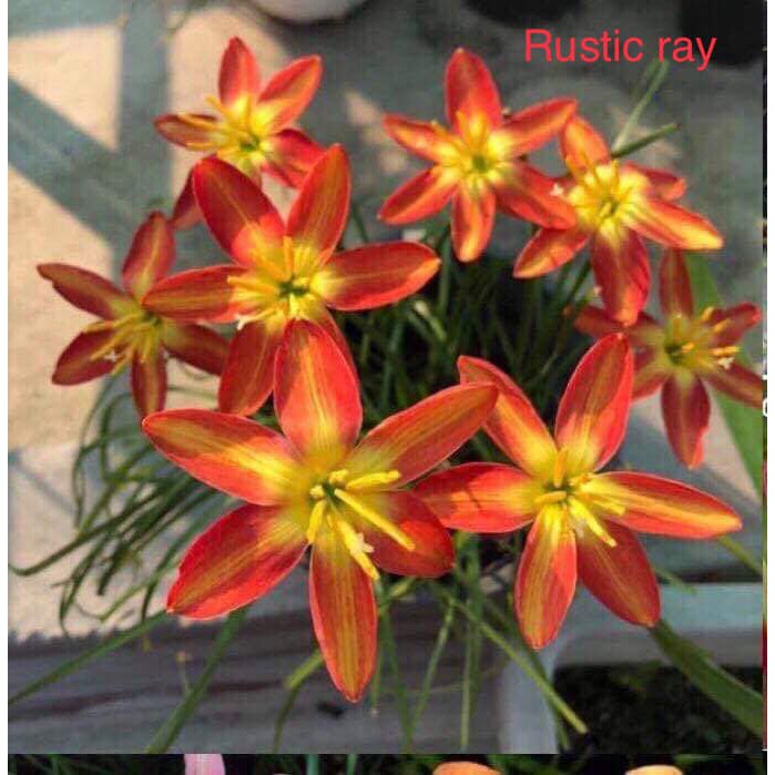 Củ huệ mưa Rustic ray sọc vàng cam size hoa hoặc size teen