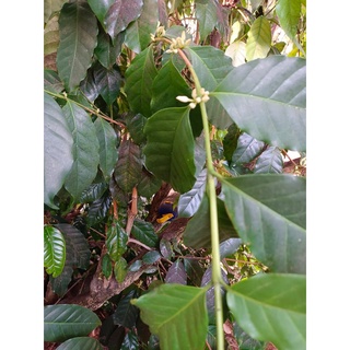 Hạt rang Typica Long Berry Đạ Sar Natural