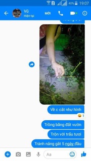 Cây giống hoa hồng
