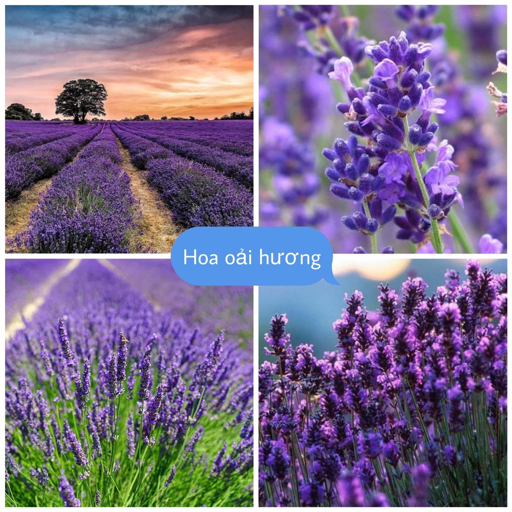 Hạt Giống Hoa Oải Hương Siêu Bông Loại dễ trồng hoa nở đẹp dễ chăm sóc [ gói 100 hạt ]