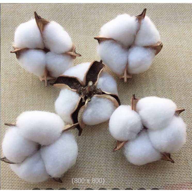 Hoa bông gòn cotton trang trí nhà cửa, chụp ảnh sản phẩm