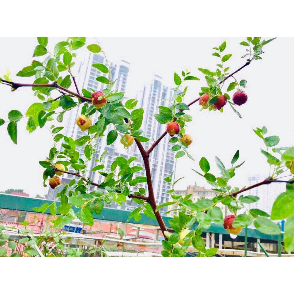 Cây giống táo đỏ tân cương