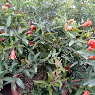 CÂY LỰU LÙN ĐANG RA HOA (tặng kèm phân bón lót)