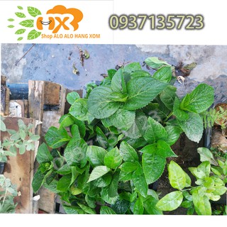 combo 5 cây cẩm tú cầu giống