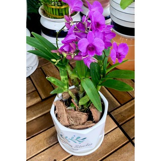 Chậu sứ cây Lan Denro Yaya hoa màu tím chỉ giao tại Sài Gòn