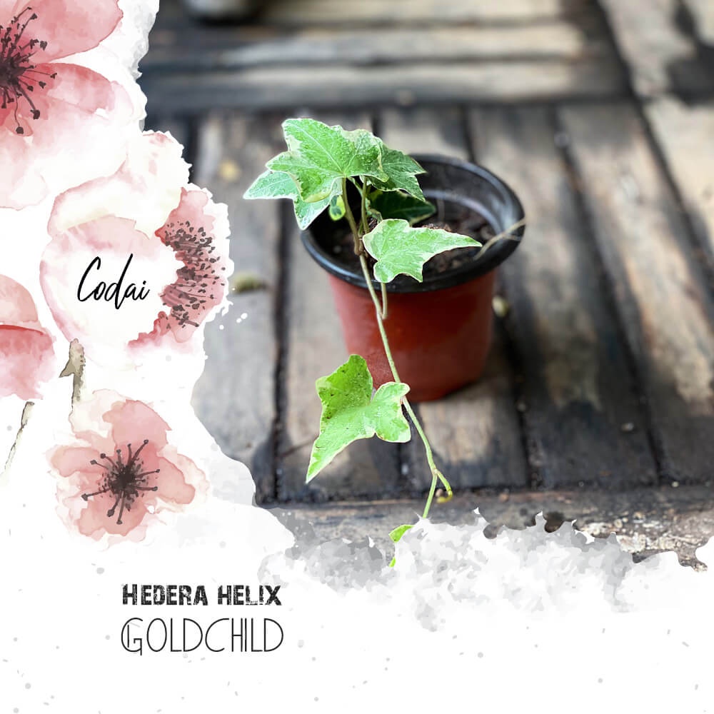 Cây giống Hedera helix Goldchild (Thường Xuân Goldchild) chậu nhựa