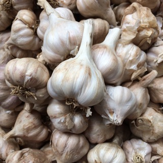 TỎI TA (HẢI DƯƠNG)