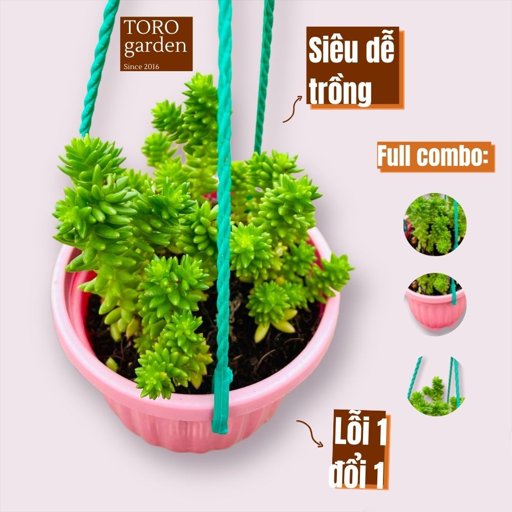 Sen đá sedum rong biển trồng chậu treo Đà Lạt size 9cm cây cảnh trang trí nhà cửa Toro garden