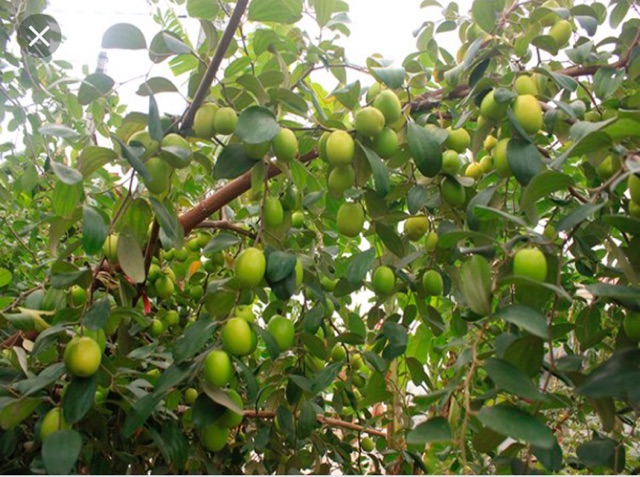 Cây táo đài loan, táo đào vàng